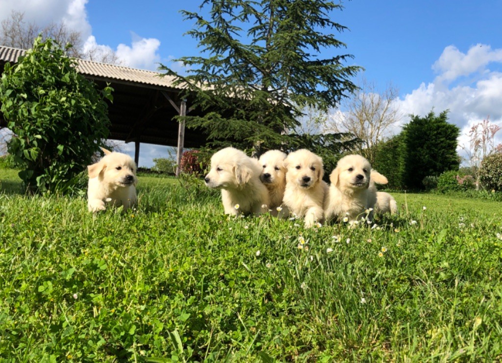 chiot Golden Retriever Jean-paul Henri