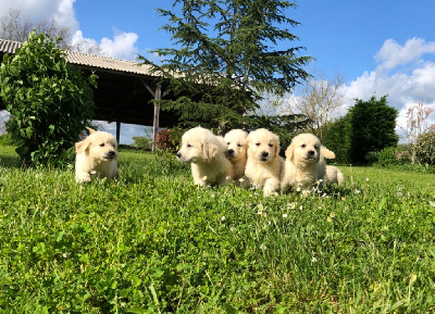 Jean-paul Henri - Golden Retriever - Portée née le 08/06/2024