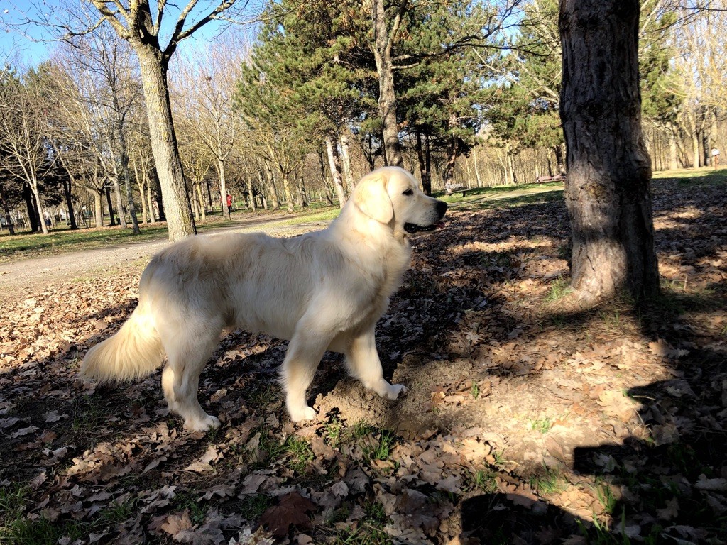 Rocky des jardins d'epona
