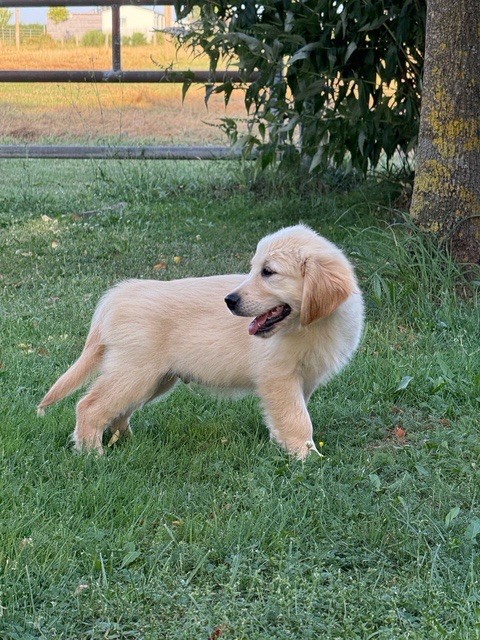 Jean-paul Henri - Chiots disponibles - Golden Retriever