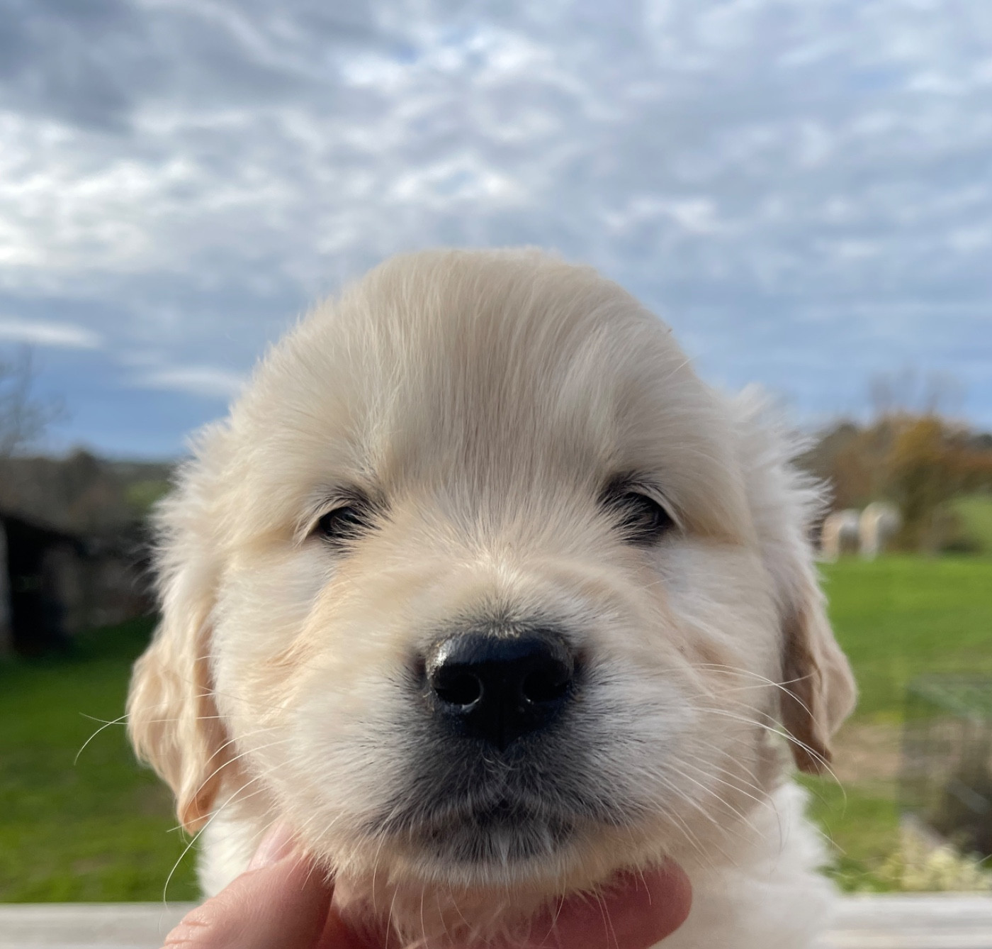 Jean-paul Henri - Chiots disponibles - Golden Retriever