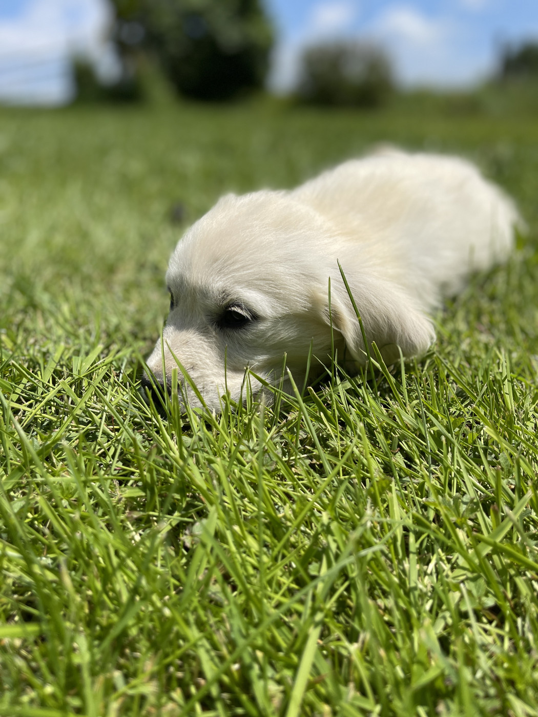 Jean-paul Henri - Chiots disponibles - Golden Retriever