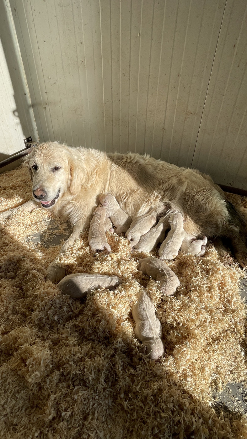 Jean-paul Henri - Golden Retriever - Portée née le 01/01/2026