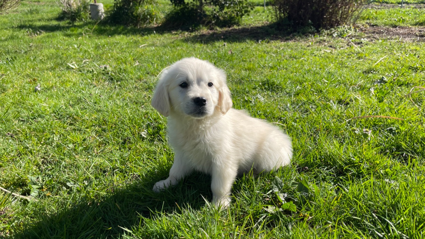Jean-paul Henri - Chiots disponibles - Golden Retriever