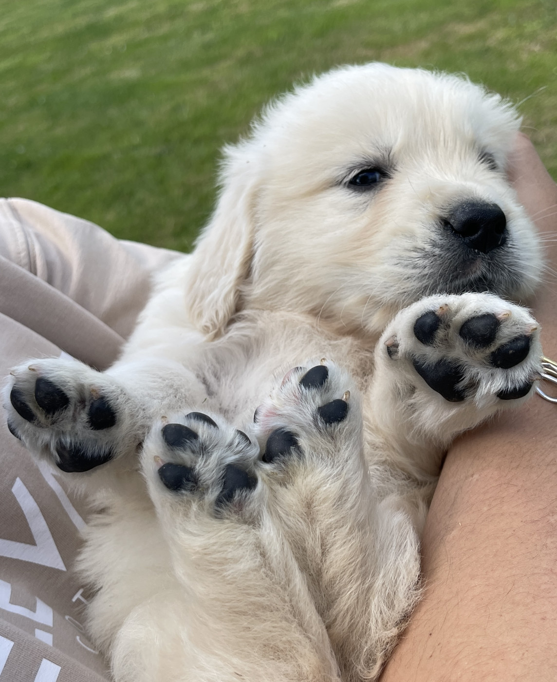 Jean-paul Henri - Golden Retriever - Portée née le 31/03/2026