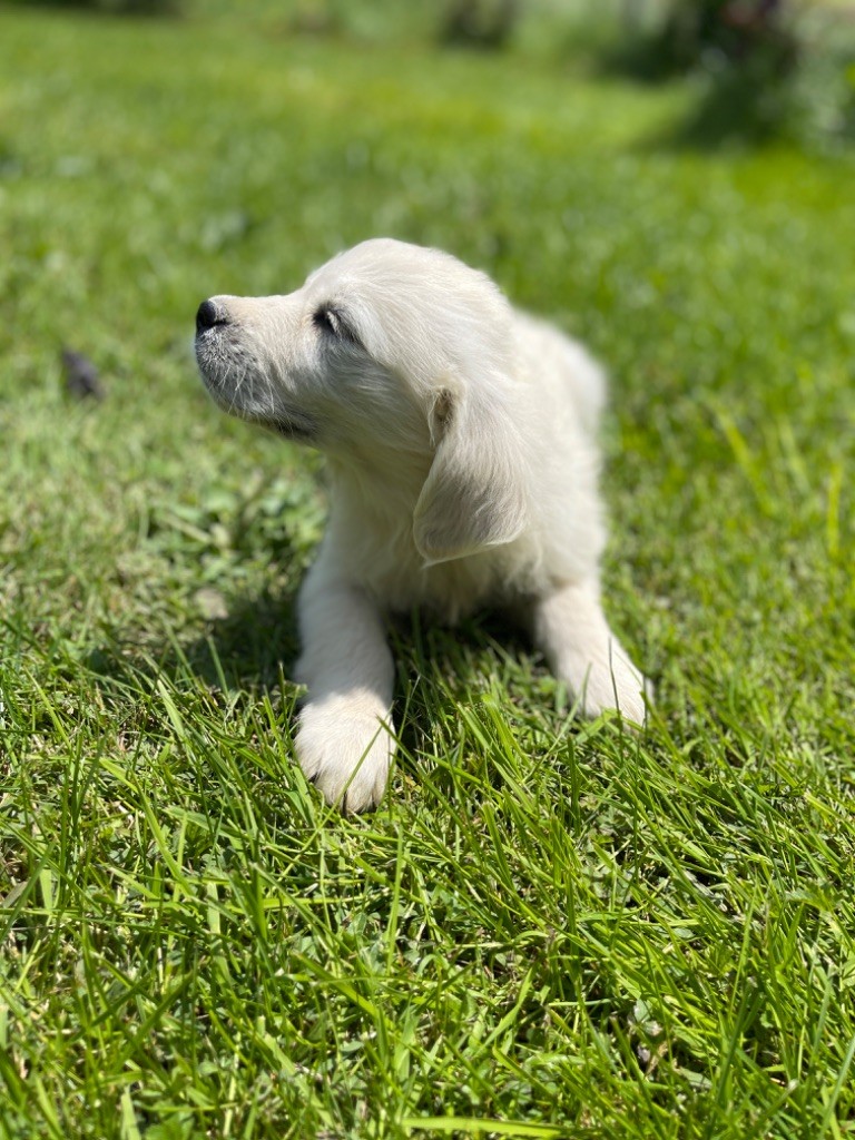 Jean-paul Henri - Chiots disponibles - Golden Retriever