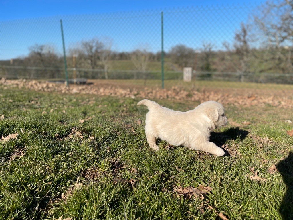 Jean-paul Henri - Chiots disponibles - Golden Retriever