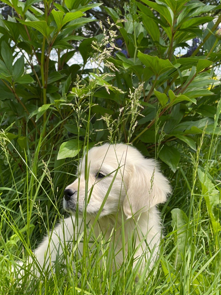 Jean-paul Henri - Chiots disponibles - Golden Retriever