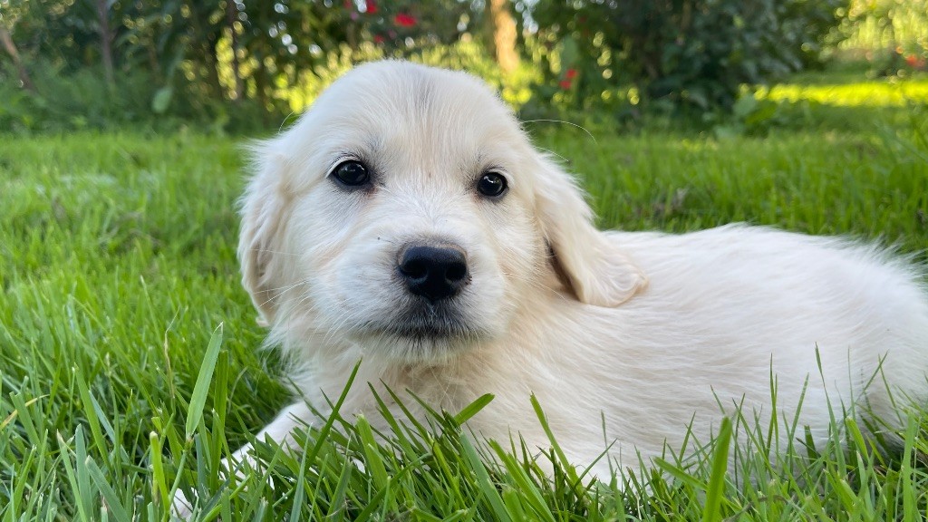 Jean-paul Henri - Chiots disponibles - Golden Retriever