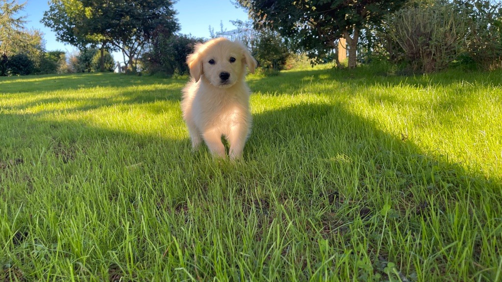 Jean-paul Henri - Chiots disponibles - Golden Retriever