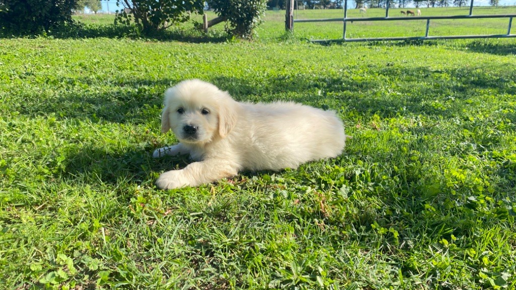 Jean-paul Henri - Chiots disponibles - Golden Retriever