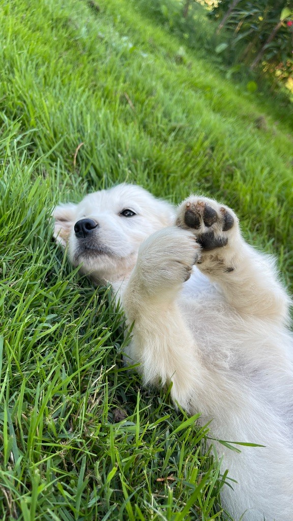 Jean-paul Henri - Chiots disponibles - Golden Retriever