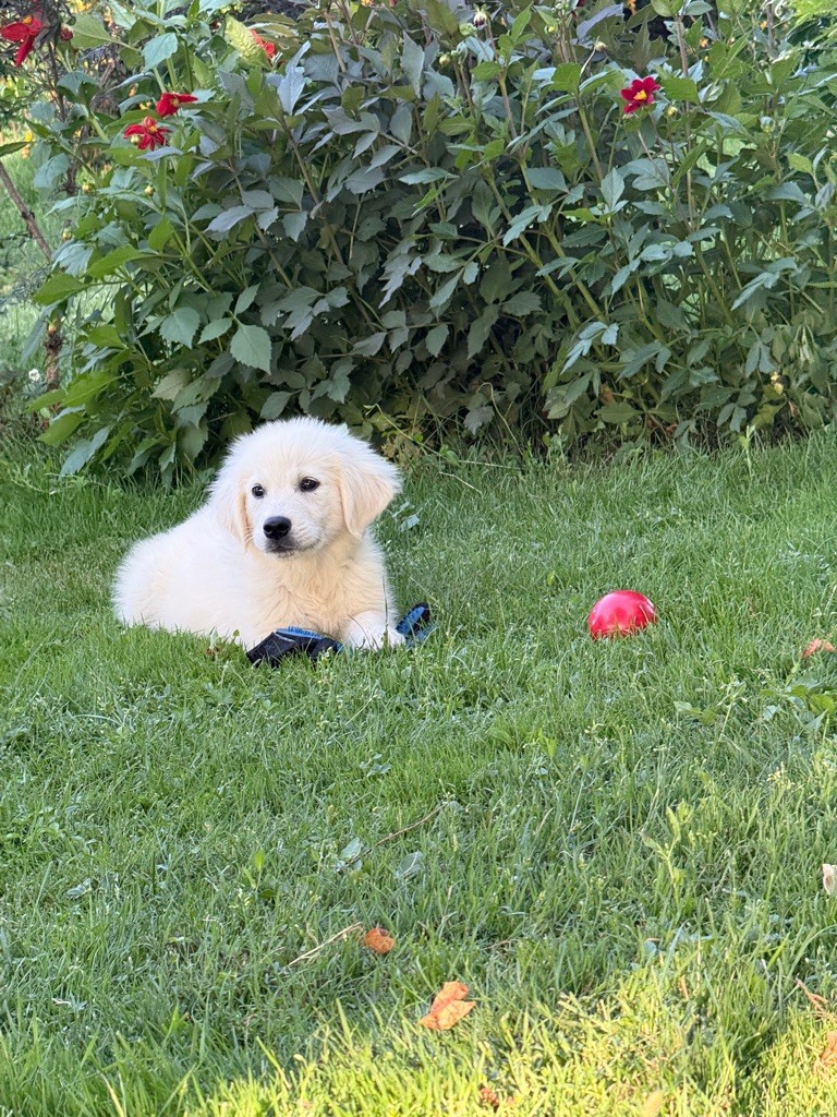 Jean-paul Henri - Chiots disponibles - Golden Retriever