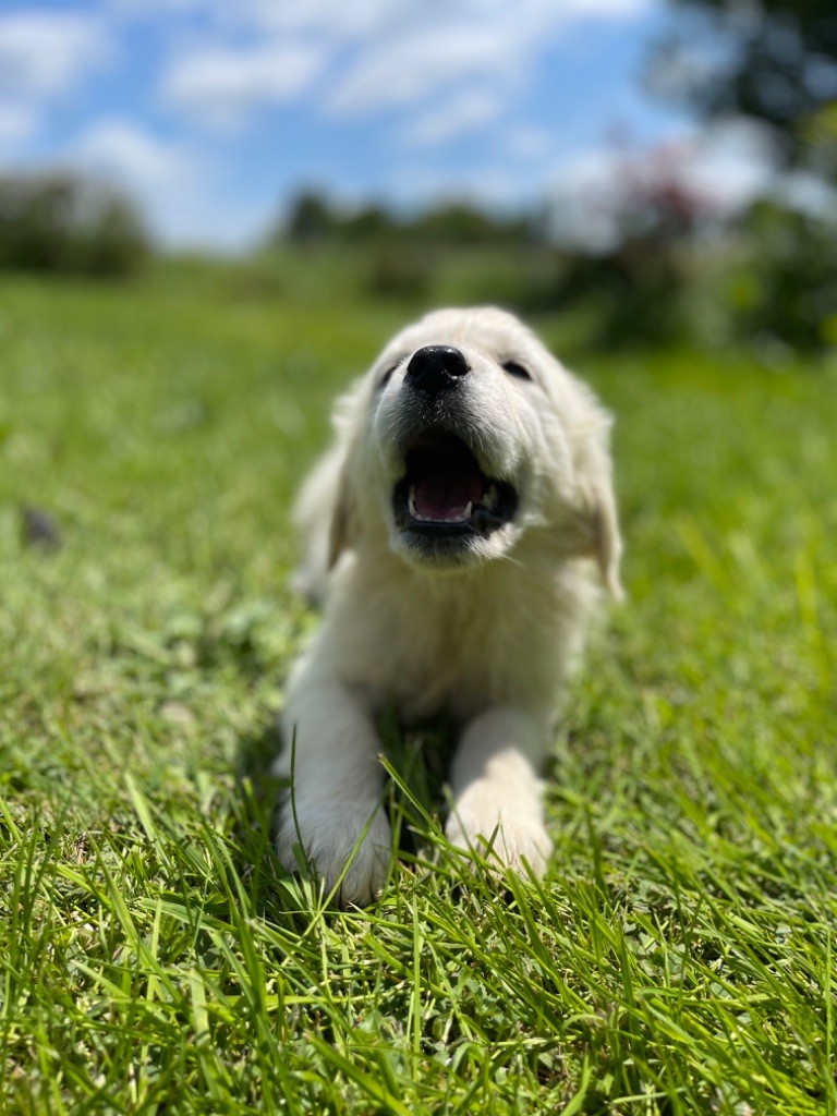 Jean-paul Henri - Chiots disponibles - Golden Retriever