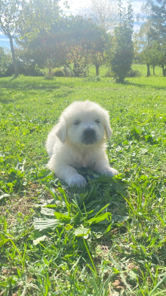 Jean-paul Henri - Chiots disponibles - Golden Retriever