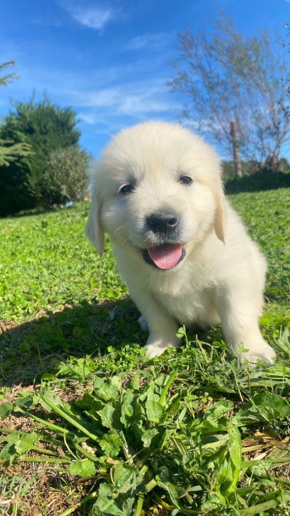 Jean-paul Henri - Chiots disponibles - Golden Retriever