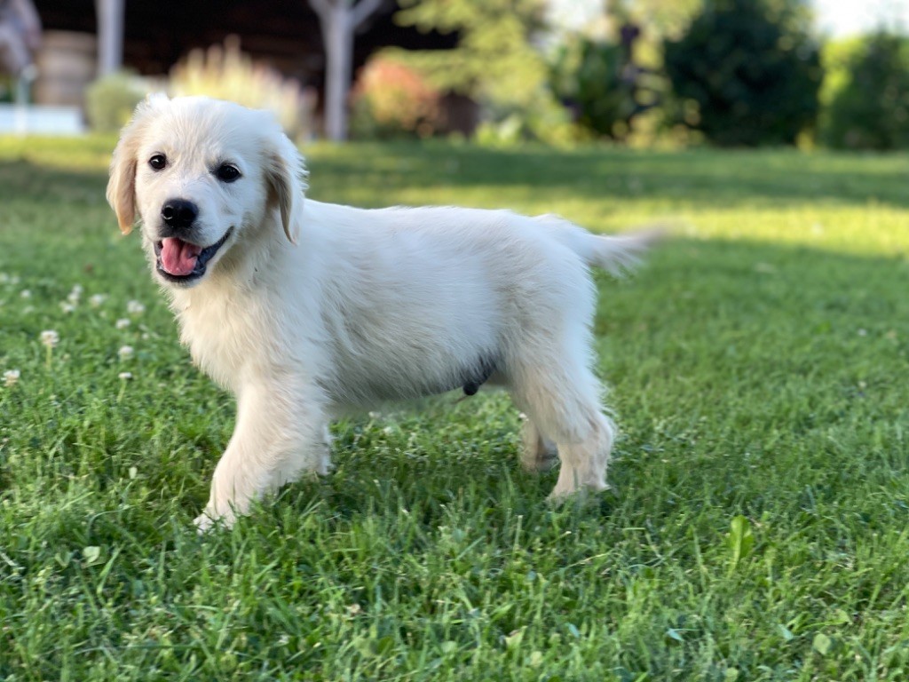 Jean-paul Henri - Chiots disponibles - Golden Retriever
