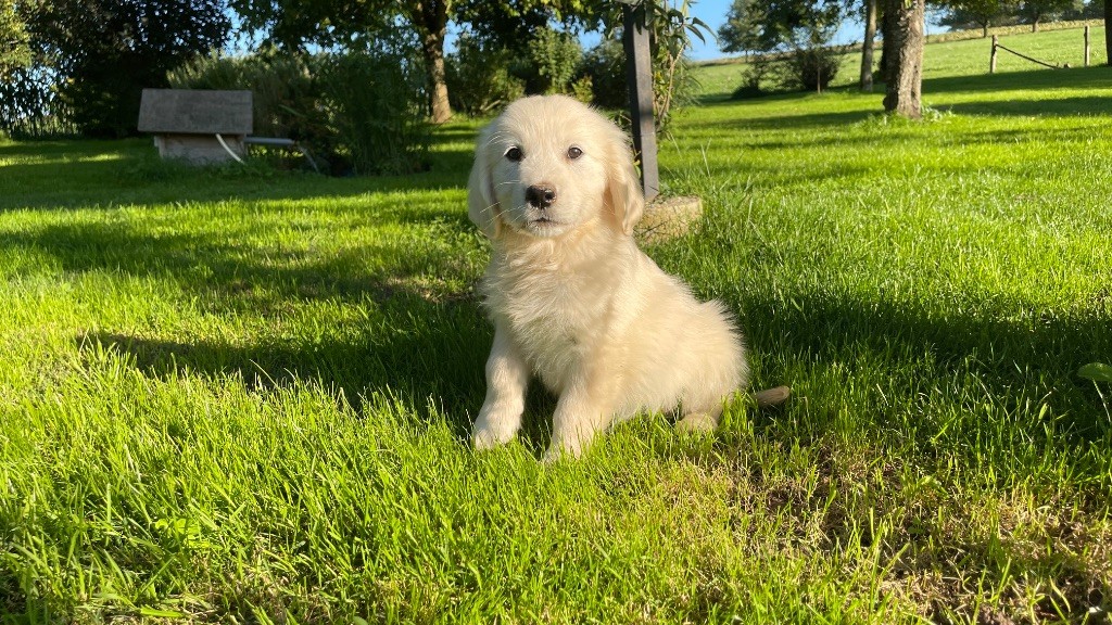 Jean-paul Henri - Chiots disponibles - Golden Retriever