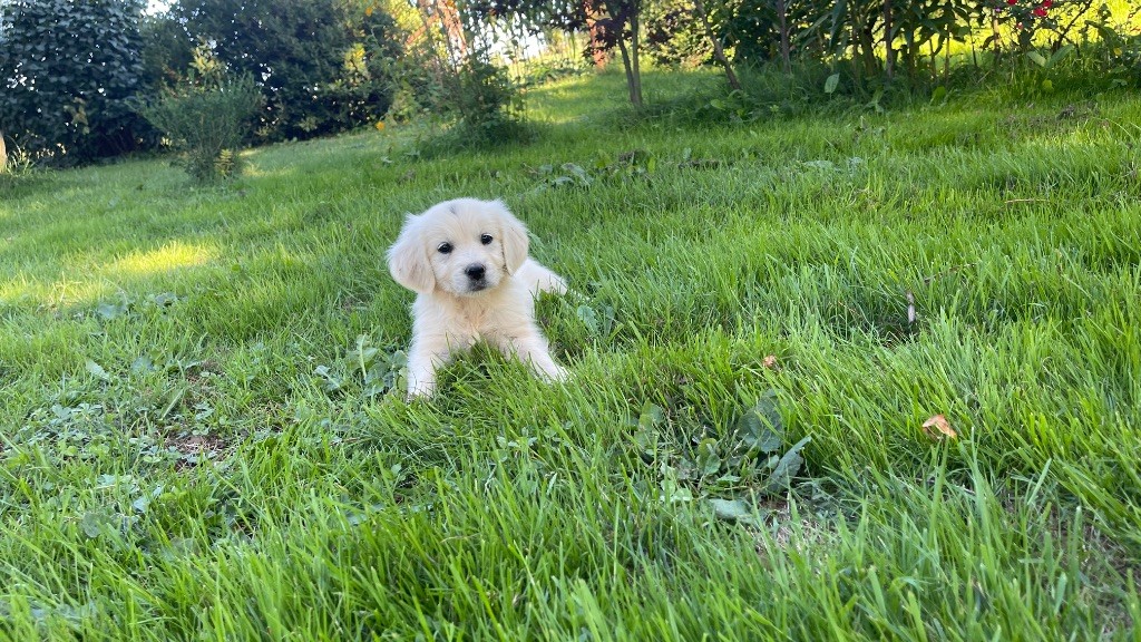 Jean-paul Henri - Chiots disponibles - Golden Retriever