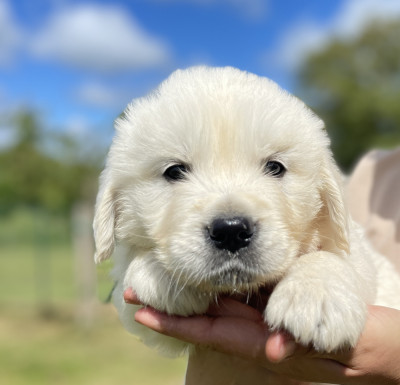 BALOU