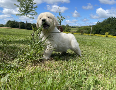 BAMBINO