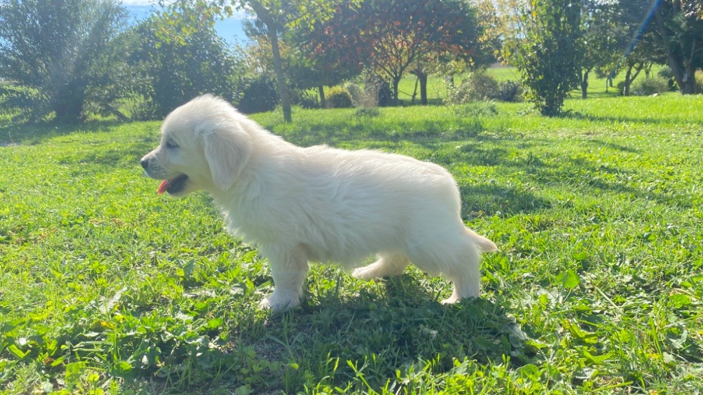 Jean-paul Henri - Chiots disponibles - Golden Retriever