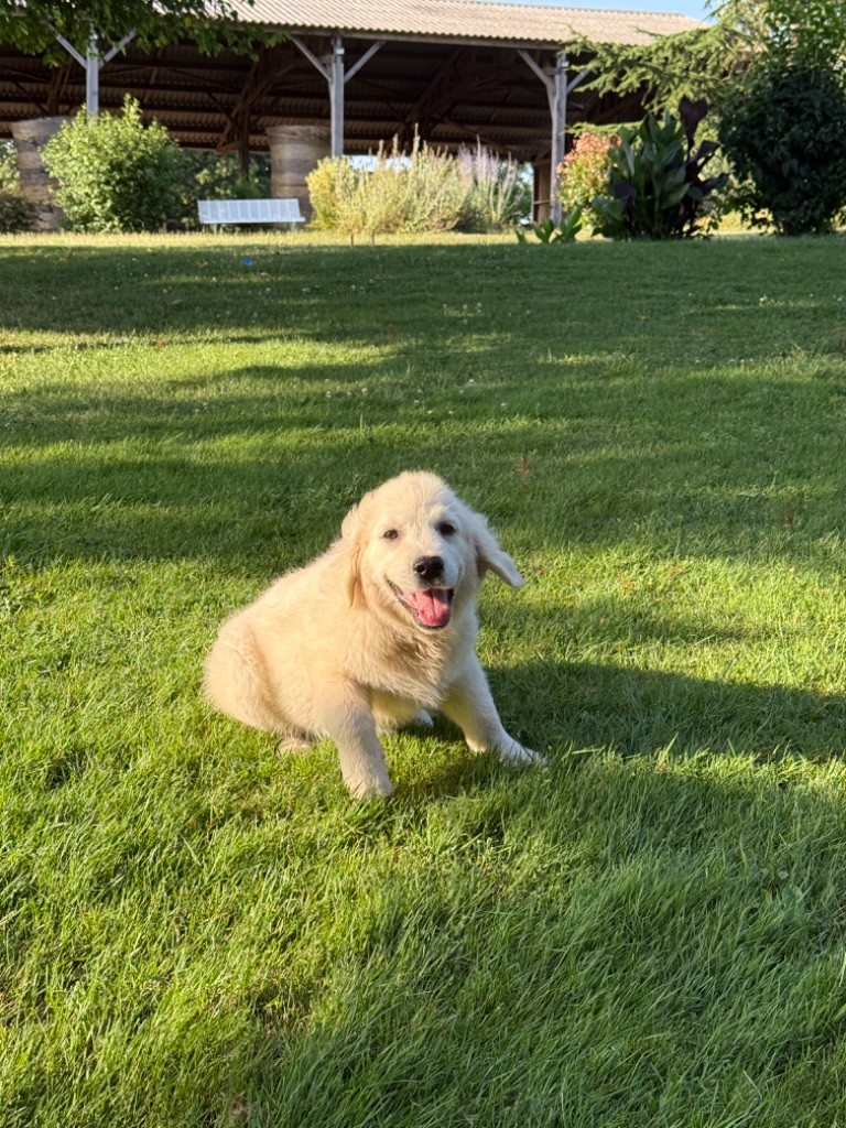 Jean-paul Henri - Chiots disponibles - Golden Retriever