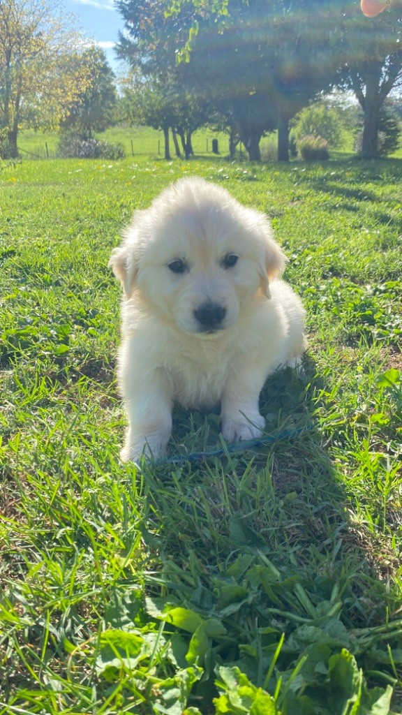 Jean-paul Henri - Chiots disponibles - Golden Retriever
