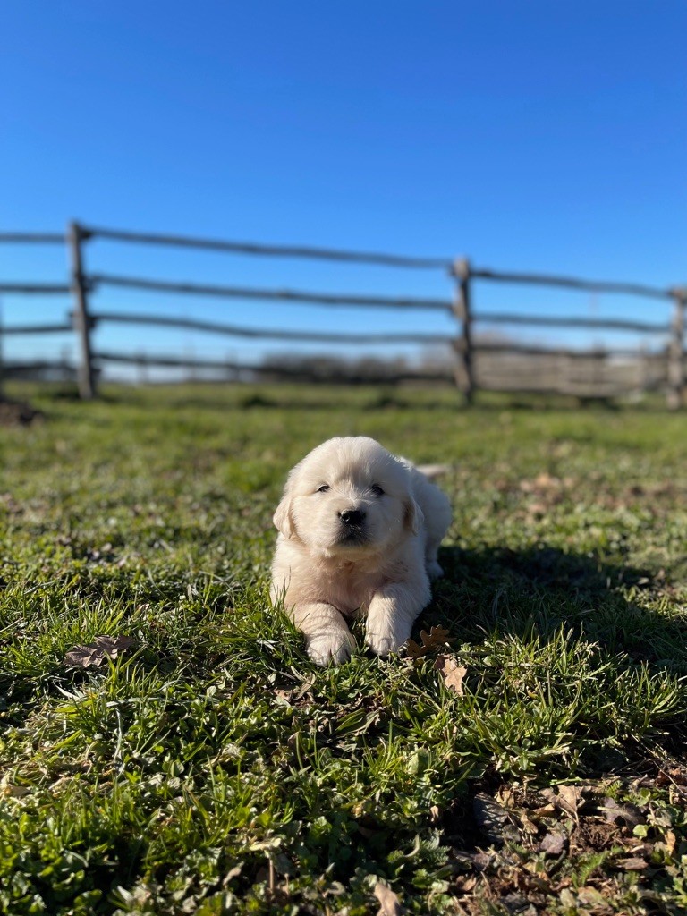 Jean-paul Henri - Golden Retriever - Portée née le 03/07/2025