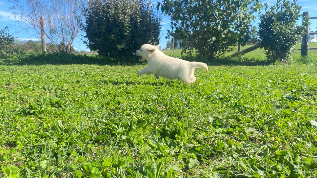 Jean-paul Henri - Chiots disponibles - Golden Retriever