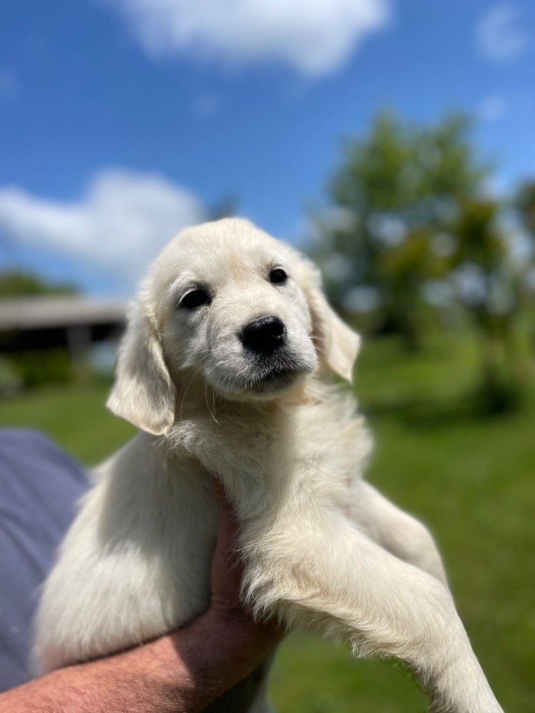 Jean-paul Henri - Chiots disponibles - Golden Retriever